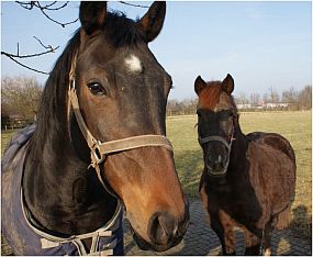 exklusive Immobilie in schermbeck und Dorsten